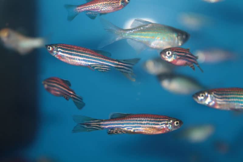 Vaping Pregnant Zebrafish Creating Psycho Babies Ecigclick